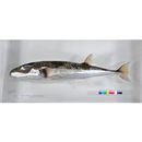 Lagocephalus sceleratus (Gmelin, 1789)