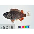 Sebastes hubbsi (Matsubara, 1937)