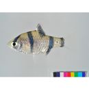 Puntius partipentazona (Fowler, 1934)