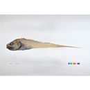 Bathygadus garretti Gilbert et Hubbs, 1916