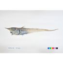 Coelorinchus smithi Gilbert et Hubbs, 1920