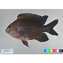 Stegastes obreptus (Whitley, 1948)