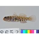 Eviota abax (Jordan et Snyder, 1901)