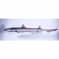 Hemitriakis japanica (Muller et Henle, 1839)