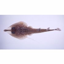 Rhinobatos schlegelii Muller et Henle, 1841