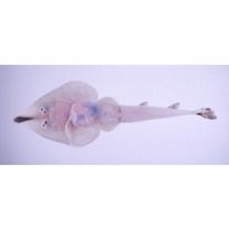 Rhinobatos schlegelii Muller et Henle, 1841