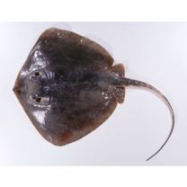 Dasyatis akajei (Muller et Henle, 1841)