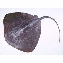 Dasyatis matsubarai Miyosi, 1939