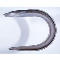 Conger myriaster (Brevoort, 1856)