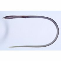 Scolecenchelys aoki (Jordan et Snyder, 1901)