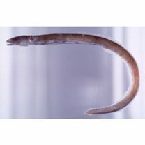 Ophichthus urolophus (Temminck et Schlegel, 1847)