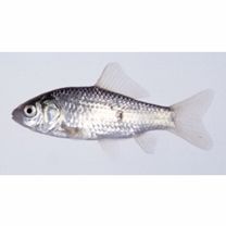 Carassius auratus subsp. 2