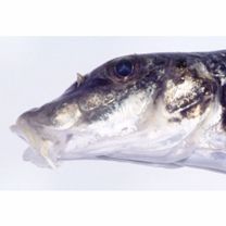 Pseudogobio esocinus (Temminck et Schlegel, 1846)