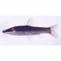 Pungtungia herzi Herzenstein, 1892