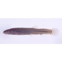 Lefua echigonia Jordan et Richardson, 1907