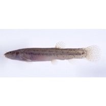 Lefua echigonia Jordan et Richardson, 1907