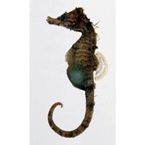 Hippocampus mohnikei Bleeker, 1854