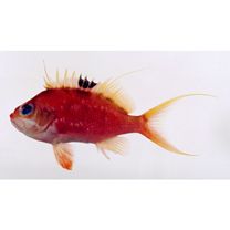 Sacura margaritacea (Hilgendorf, 1879)