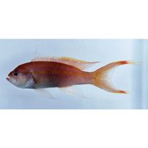 Tosana niwae Smith et Pope, 1906