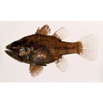 Foa brachygramma (Jenkins, 1903)