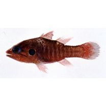 Fowleria marmorata (Alleyne et Macleay, 1877)