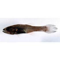 Pseudamia hayashii Randall, Lachner et Fraser, 1985