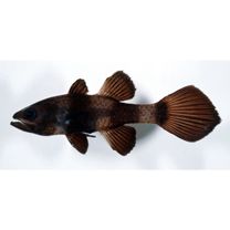 Pseudamia zonata Randall, Lachner et Fraser, 1985