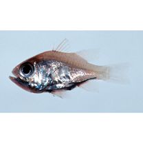 Siphamia jebbi Allen, 1993