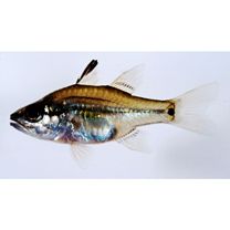 Fibramia amboinensis (Bleeker, 1853)