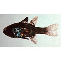 Nectamia bandanensis (Bleeker, 1854)