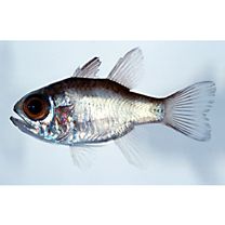 Nectamia bandanensis (Bleeker, 1854)