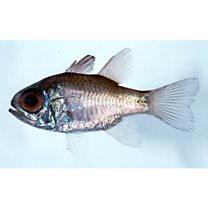 Nectamia bandanensis (Bleeker, 1854)