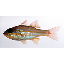 Ostorhinchus rubrimacula (Randall et Kulbicki, 1998)