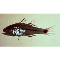 Ostorhinchus doederleini (Jordan et Snyder, 1901)