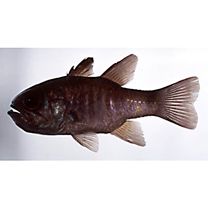 Apogon guamensis Valenciennes, 1832