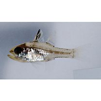 Ostorhinchus ishigakiensis (Ida et Moyer, 1974)