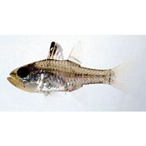 Ostorhinchus ishigakiensis (Ida et Moyer, 1974)