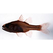 Apogon kominatoensis Ebina, 1935