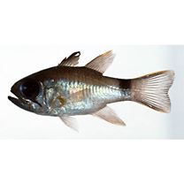 Nectamia savayensis (Gunther, 1872)