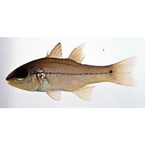 Apogon sealei Fowler, 1918