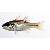 Apogon sealei Fowler, 1918