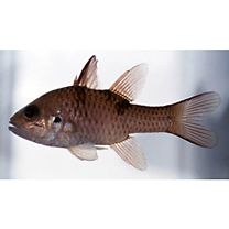 Pristicon trimaculatus (Cuvier, 1828)