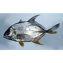 Carangichthys oblongus (Cuvier, 1833)