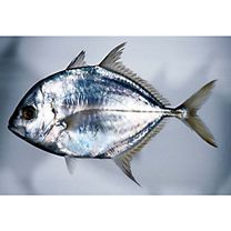 Carangoides coeruleopinnatus (Ruppell, 1830)