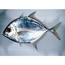 Carangoides coeruleopinnatus (Ruppell, 1830)