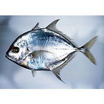 Carangoides coeruleopinnatus (Ruppell, 1830)