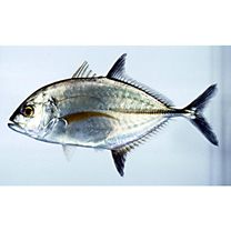 Caranx melampygus Cuvier, 1833