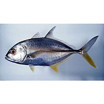 Caranx papuensis Alleyn et Macleay, 1877