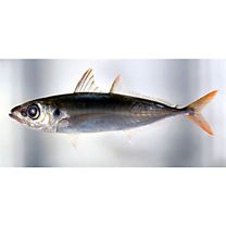 Decapterus akaadsi Abe, 1958