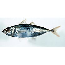 Decapterus akaadsi Abe, 1958